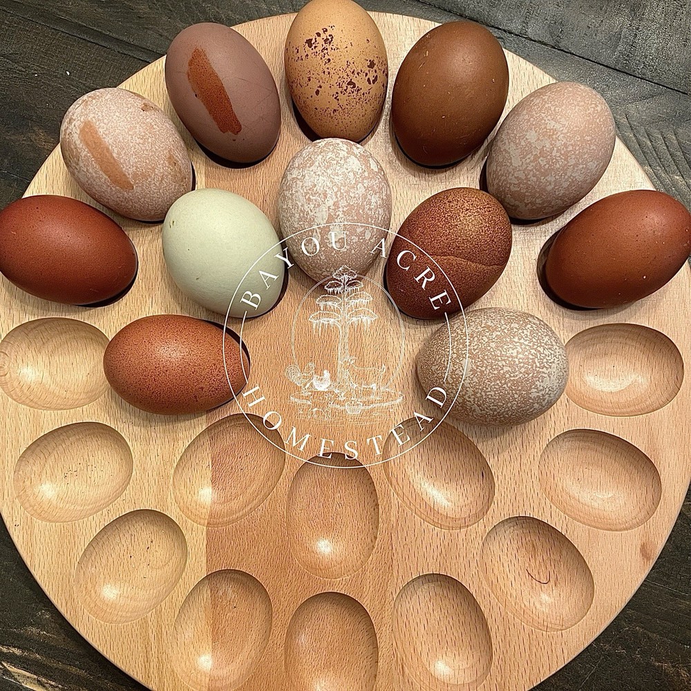 🐣RAINBOW HATCHING EGGS - NOT BARNYARD MIX MARANS - OLIVE EGGERS - WELSUMMER🐣