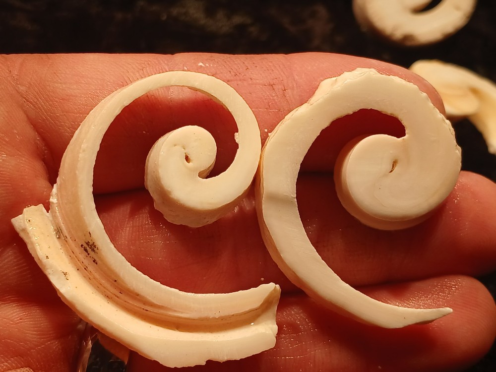 Shell Spiral Slices Lot