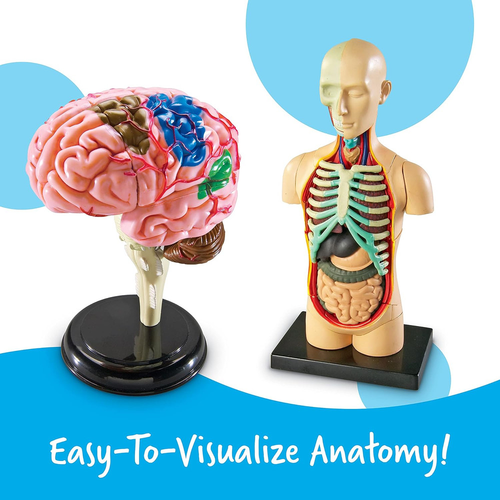 Anatomy Models Bundle Set - Skeleton and Physiology, Human Body Model , Science