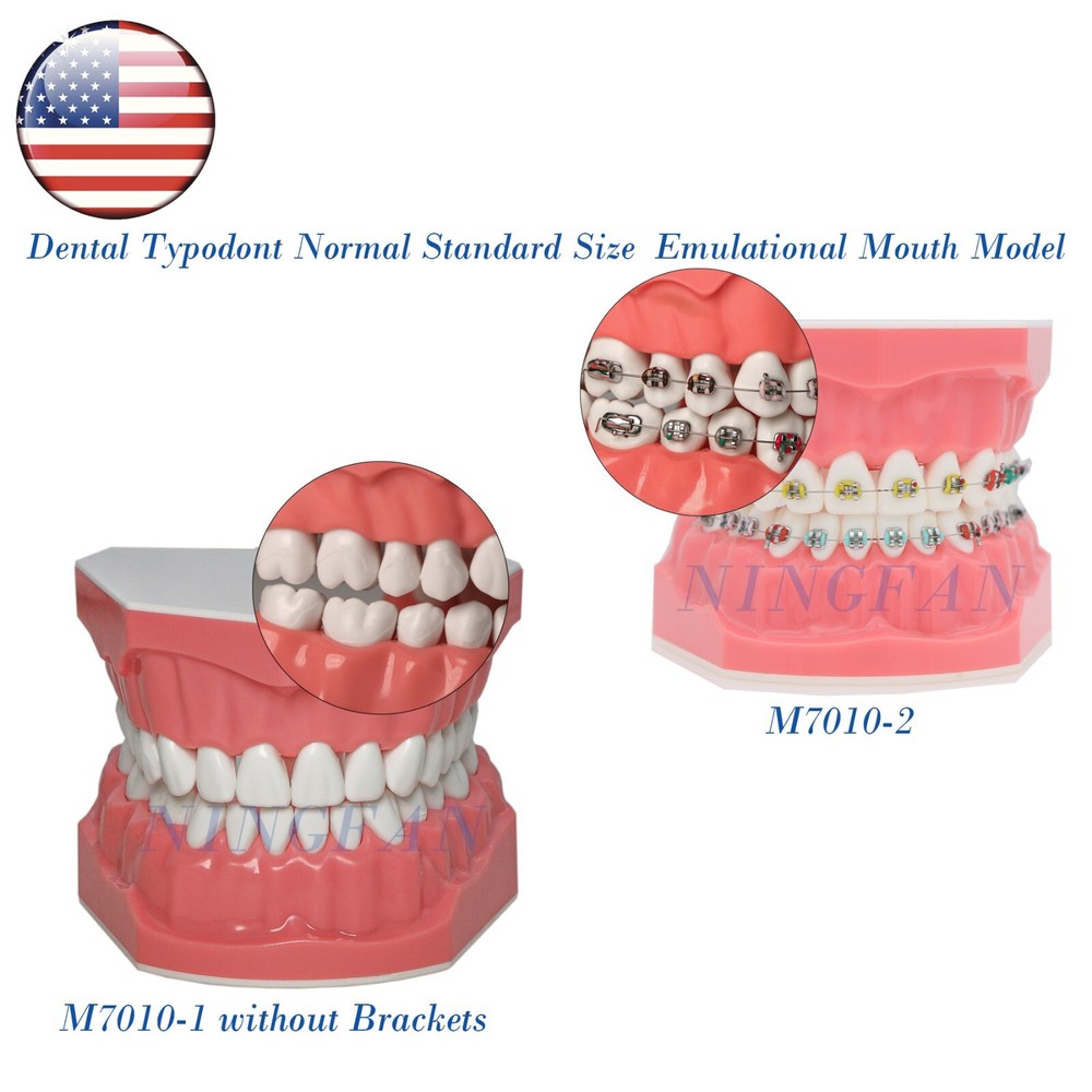 US Dental Typodont Demo Teeth Model1:1 Brushing Flossing Teaching Practice Study