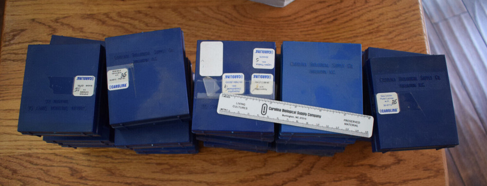 18 blue plastic microscope slide boxes from Carolina Biological Supply