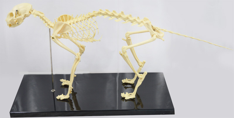 Feline Skeleton Anatomical Model Education Model Study Train Standard Size PVC