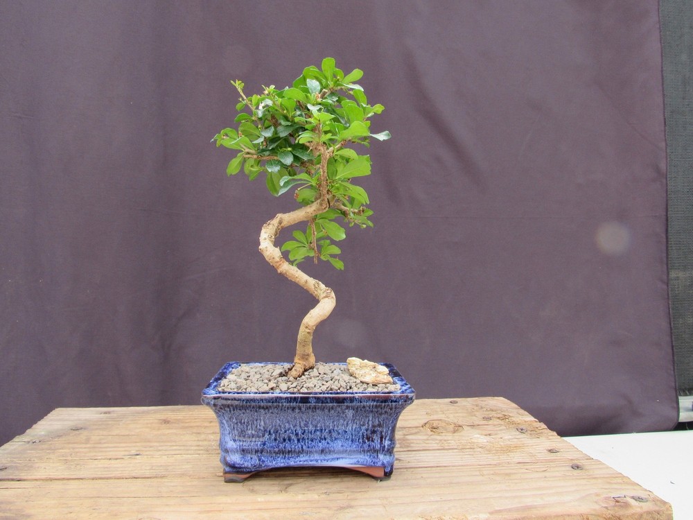 Fukien Tea Bonsai Tree - Small Curved Trunk Style