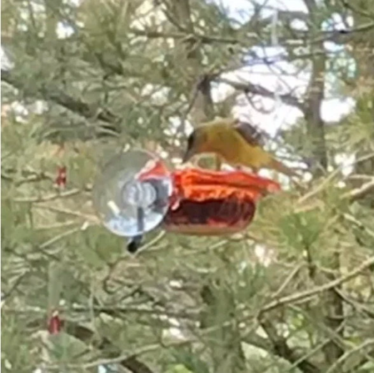 Window Oriole Freeder