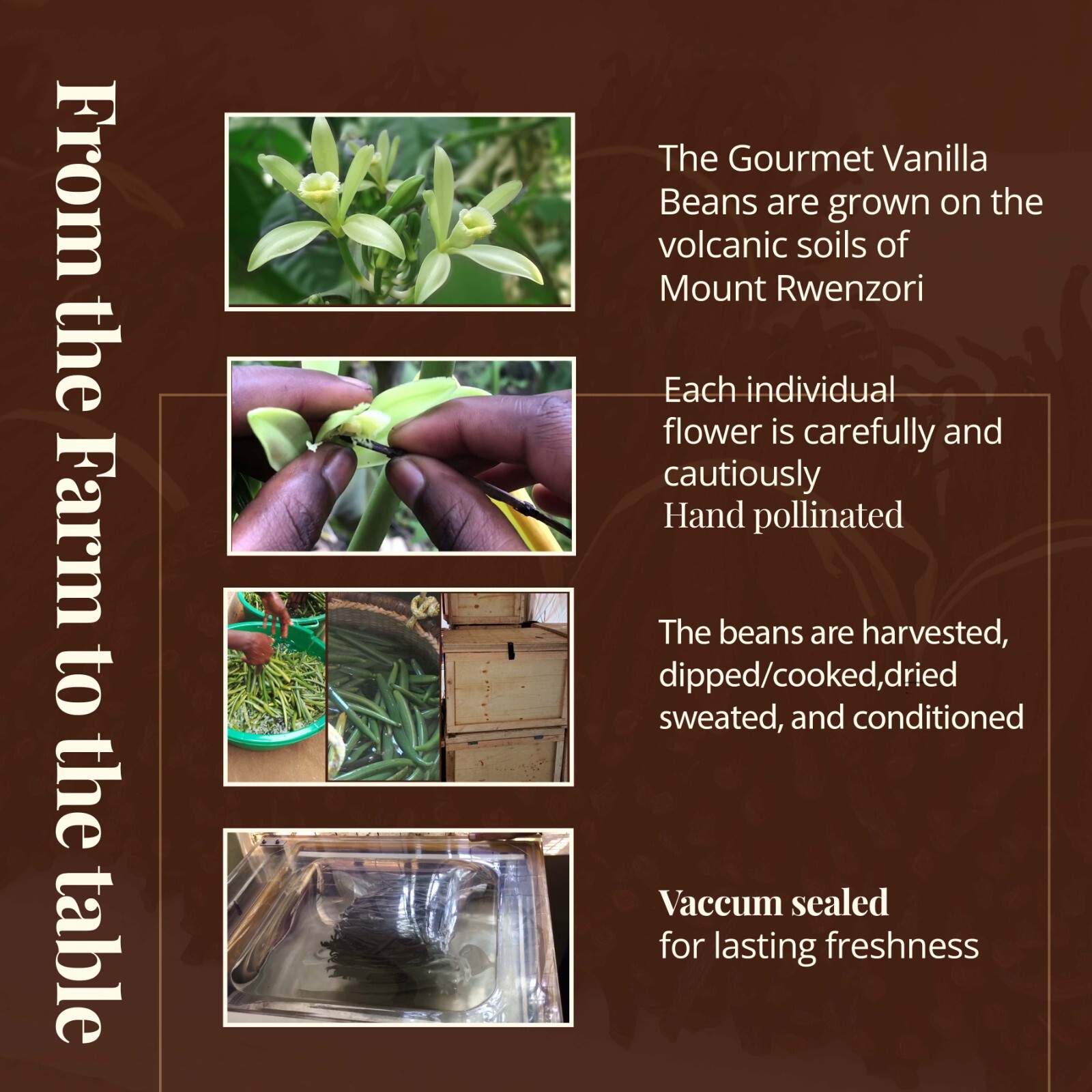 Fresh Organic Vanilla Beans Grade A 5'- 8' - Bulk Vanilla Pods and Vanilla Cuts.