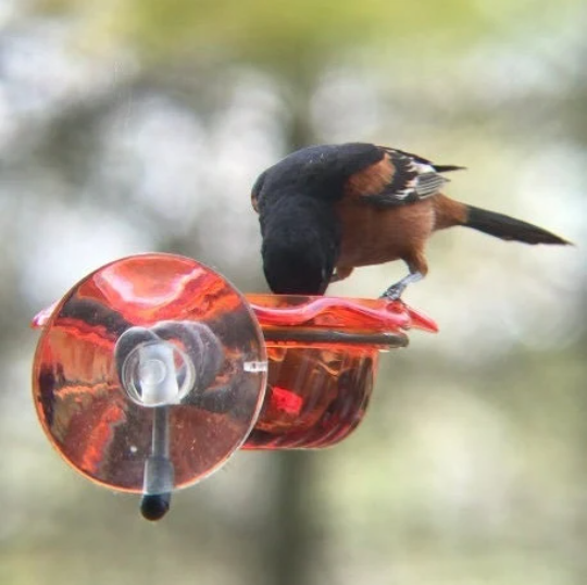 Window Oriole Freeder