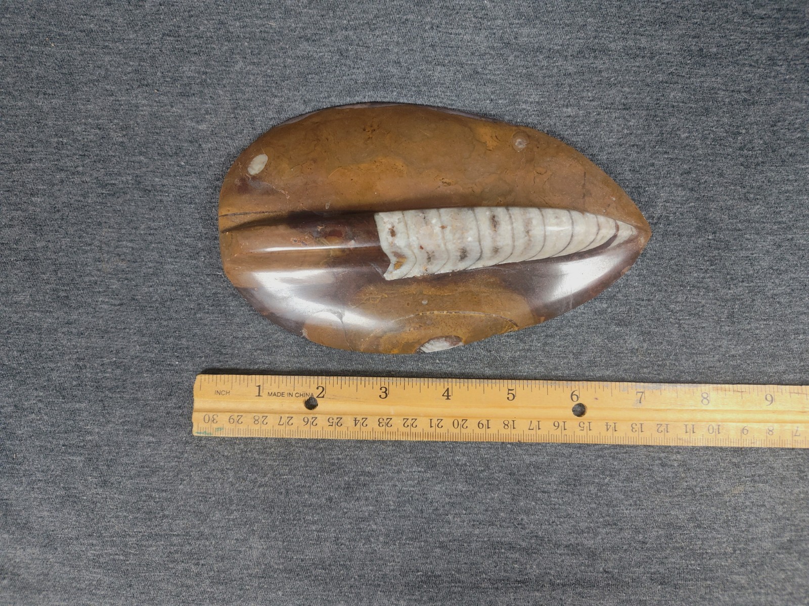 Large 7" Polished Orthoceras Fossil Specimen - Morocco 400MYO Prehistoric Decor