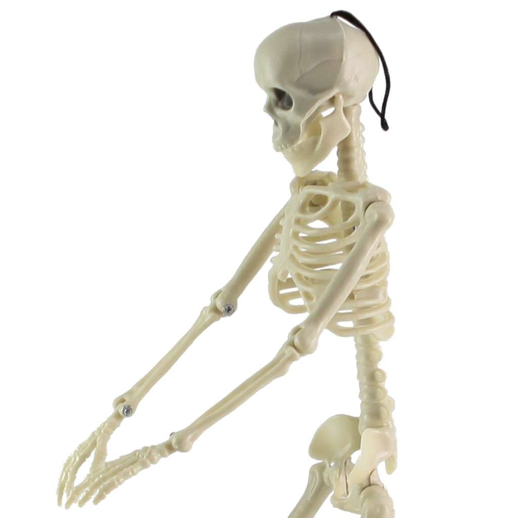 Halloween Human Skeleton Oversized Poseable Size Life Decoration Party Prop 41cm