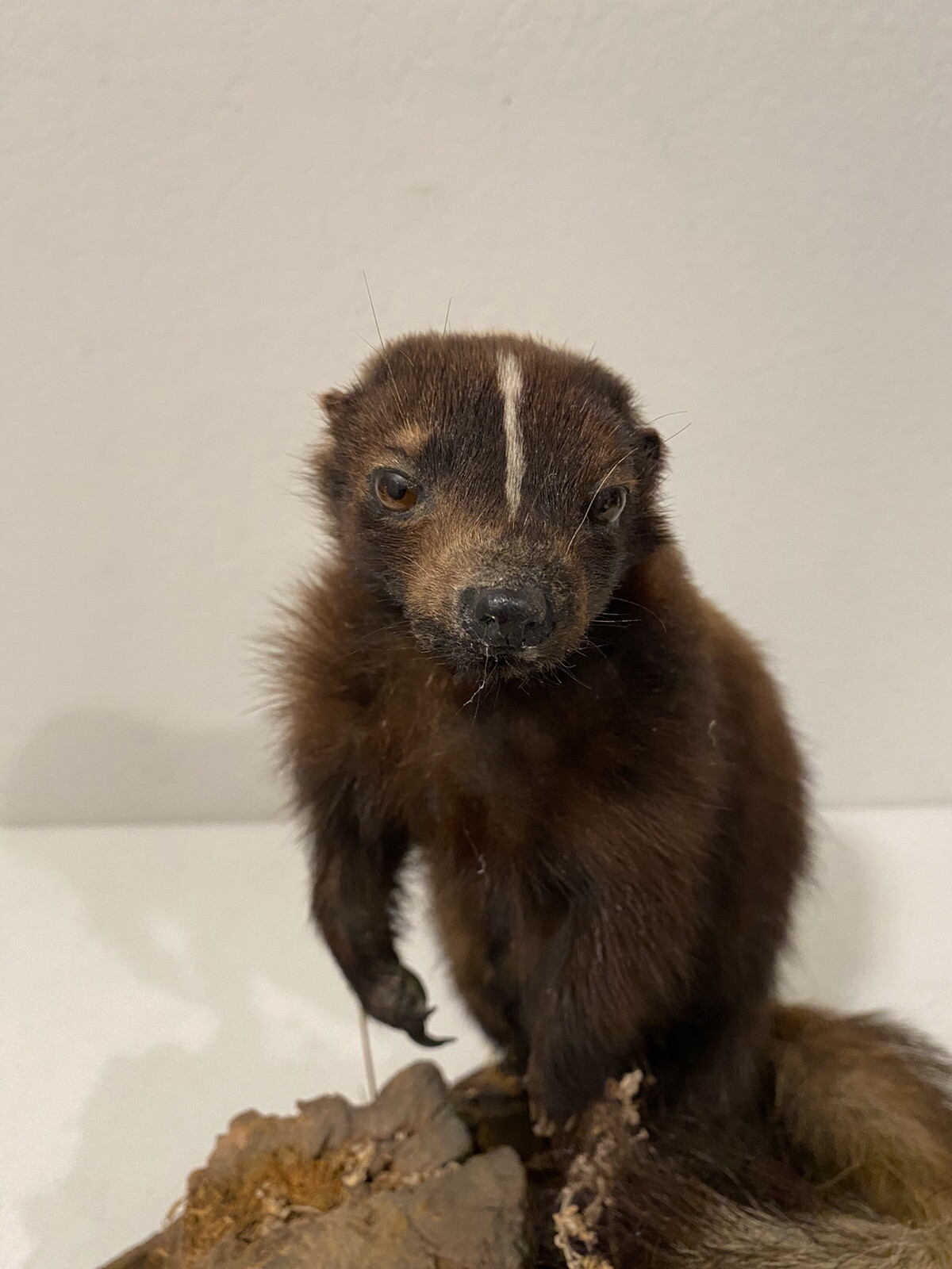 Rare Adult Brown Striped Skunk Taxidermy Mounted 16” Tall Vintage Oddity NICE