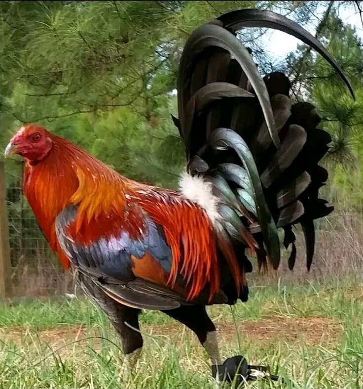 12 Chicken Hatching Eggs.