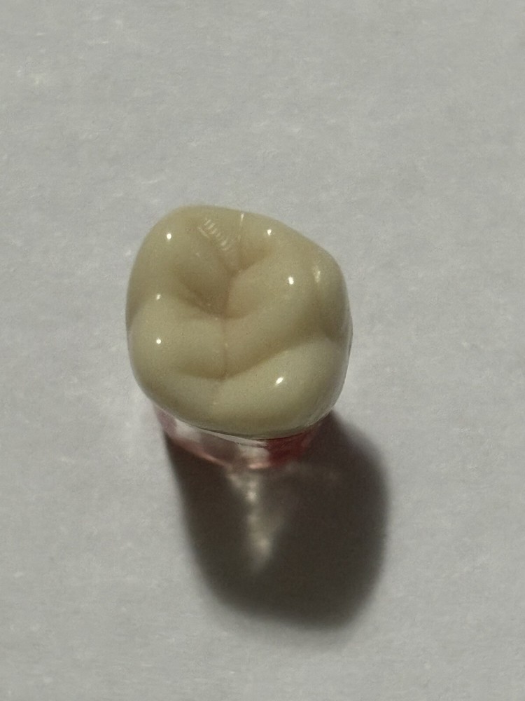 Endo Tooth #16 For ADC MODEL (3 Pack)