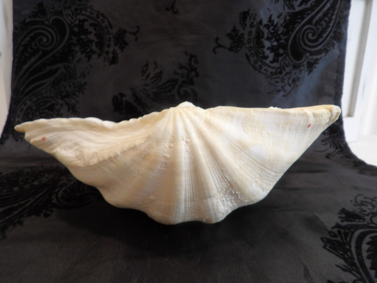 Awesome OLD Vintage Natural Half Tridacna Clam Shell~Fabulous Decor