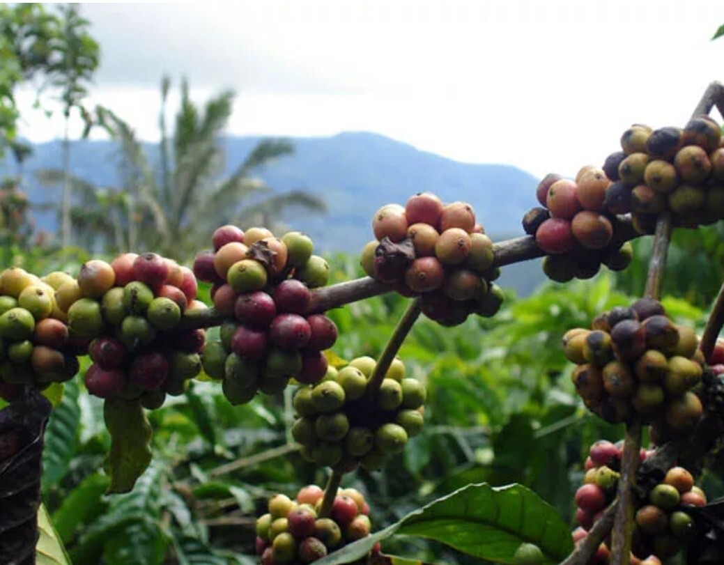 5LB INDONESIA SUMATRA MANDHELING UNROASTED GREEN COFFEE BEANS - ARABICA