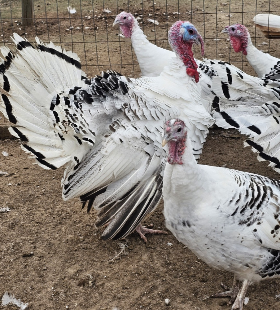 6 Royal Palm Turkey Hatching Eggs