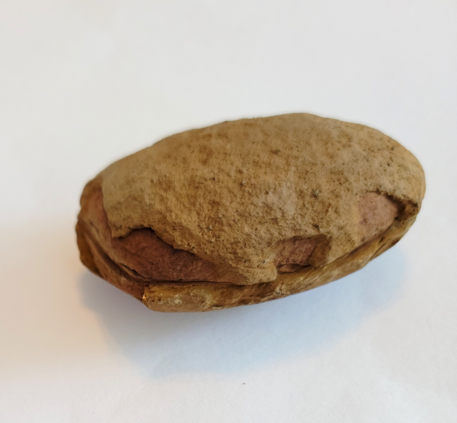 Mazon Creek Woody Stem with Nodes Fossil Nodule Pair