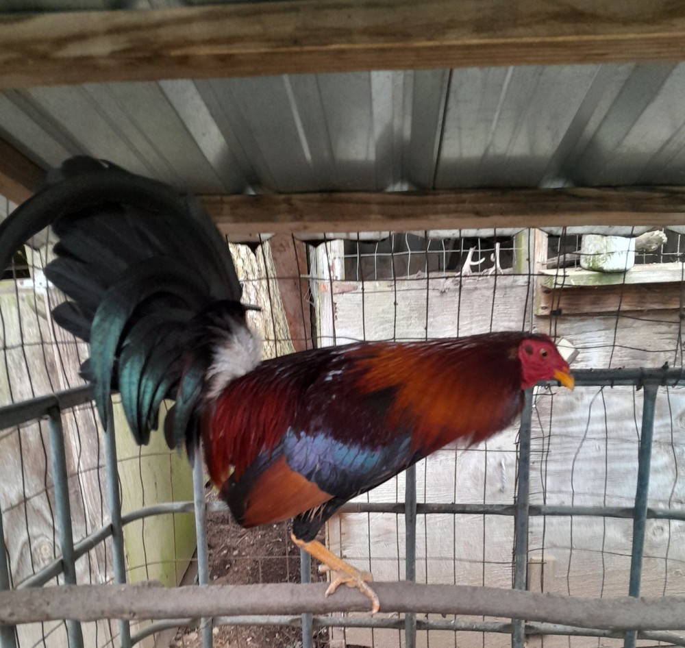 Frank Shy Hatching Eggs