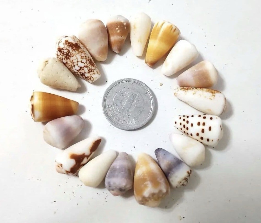 Cone Shell from japan    Okinawa shell
