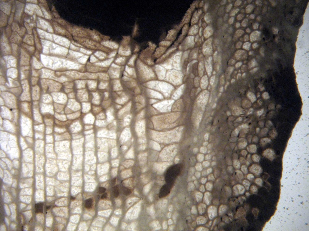 Geological Rock Formation & fossil Thin Section collection 100 slides in case