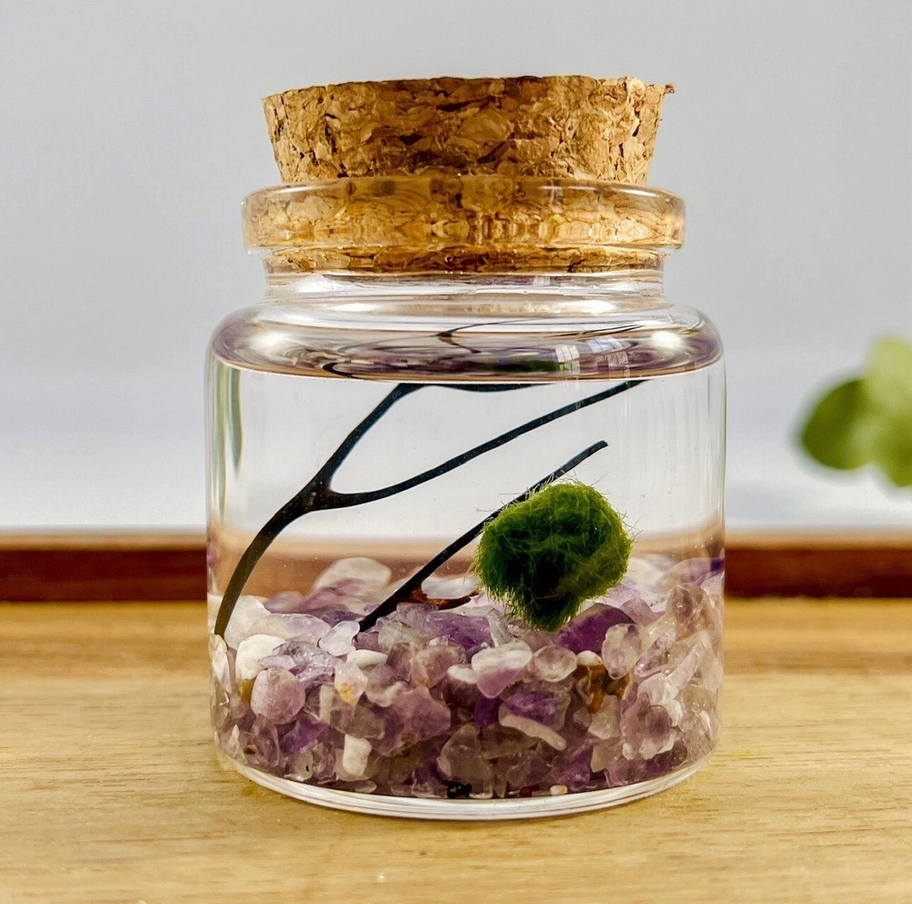 Marimo Moss Ball Terrarium