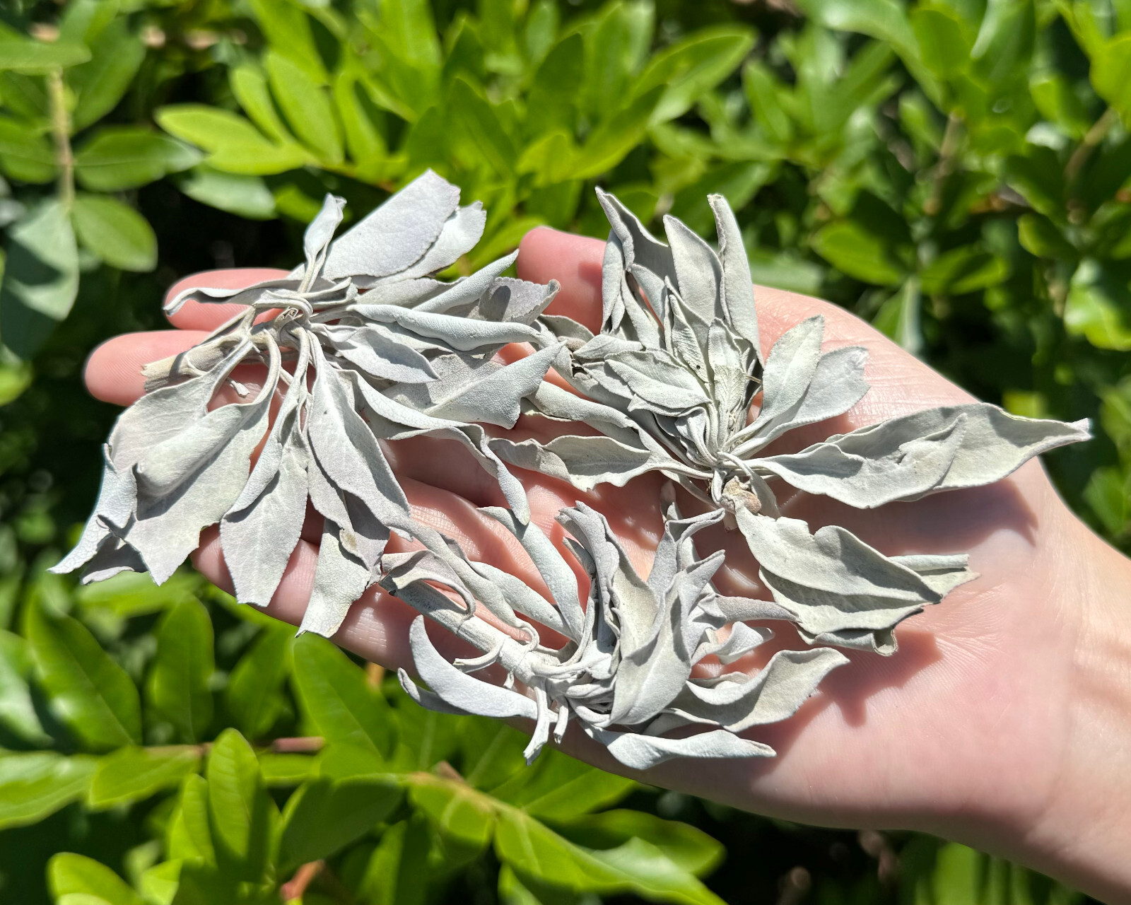 1 lb Loose White Sage Smudge Leaves & Clusters (Cleansing Smudging Purification)