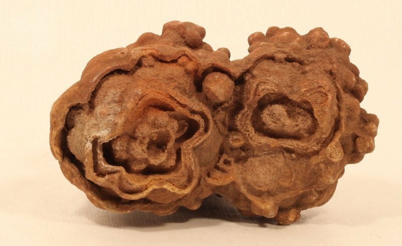 Moroccan stromatolite fossil