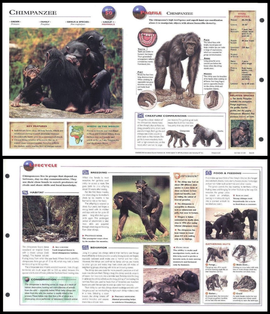 Fold-Out Sheet - Chimpanzee - 50