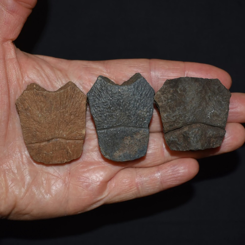 Set of Three Fossi Turtle Shell Elements (top shell pieces)