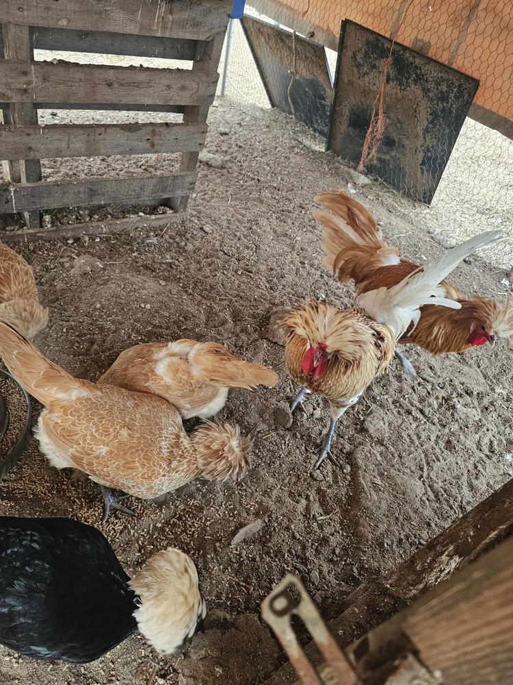 🐣 10 Polish Chicken Hatching Eggs 🐣