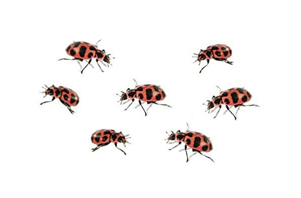 Insect Lore Tube Ladybug Larvae 4 OZ Quick Guide Helpful Ladybug Raising Tips