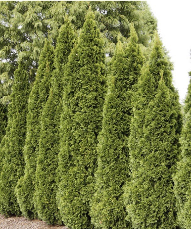 Emerald Green Arborvitae 12-18”