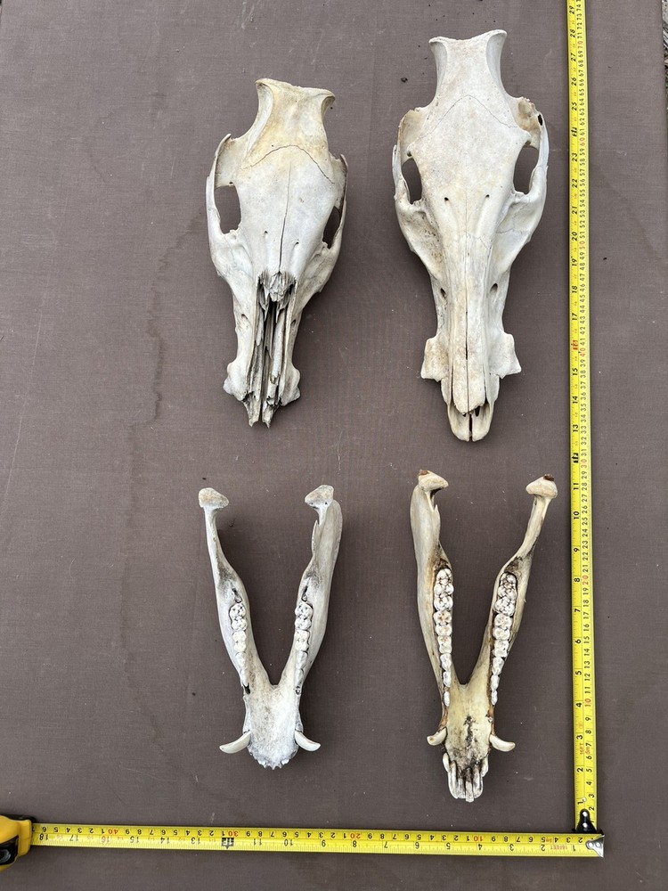 Real Authentic Texas Pig Hog Skulls With Lower Jaw Bone