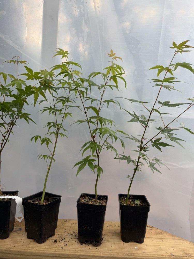 6 Japanese Maple Seedlings