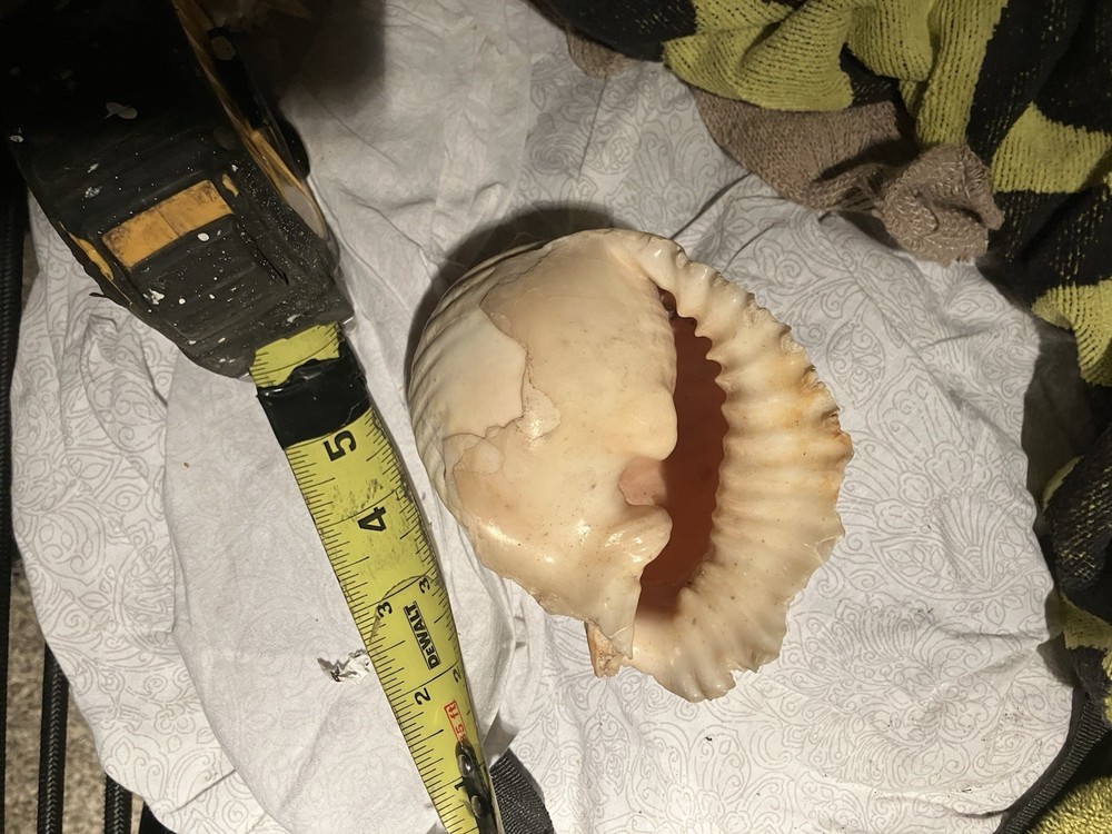 Sea Shell Lot 3 Nice Shells