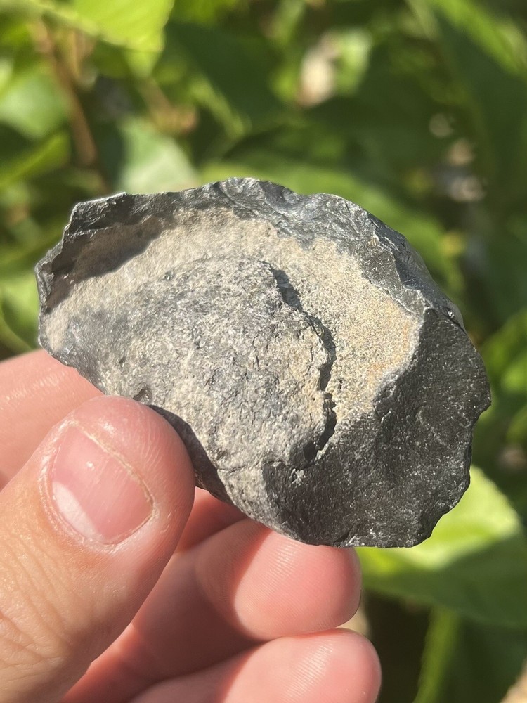 Fossil Whale Earbone
