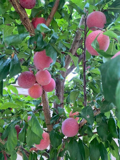 Pluot x Pluerry scions triple pack