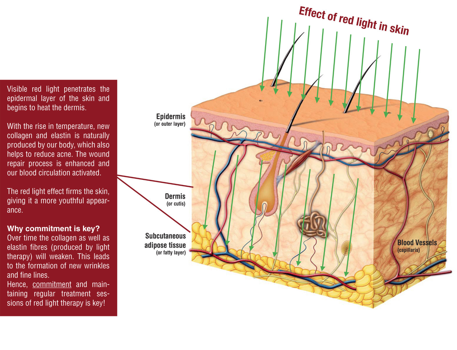 Red Light Therapy Tanning Lamp Replacement FR71 100-120W Bipin - 633nm Spectrum!