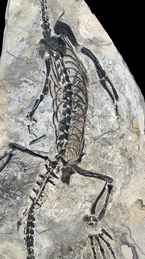 Complete Claudiosaurus germaini from Madagascar, 59 Cm long