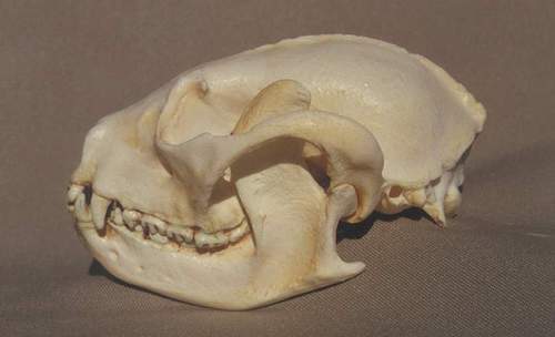 RED LESSER PANDA  SKULL  REPLICA
