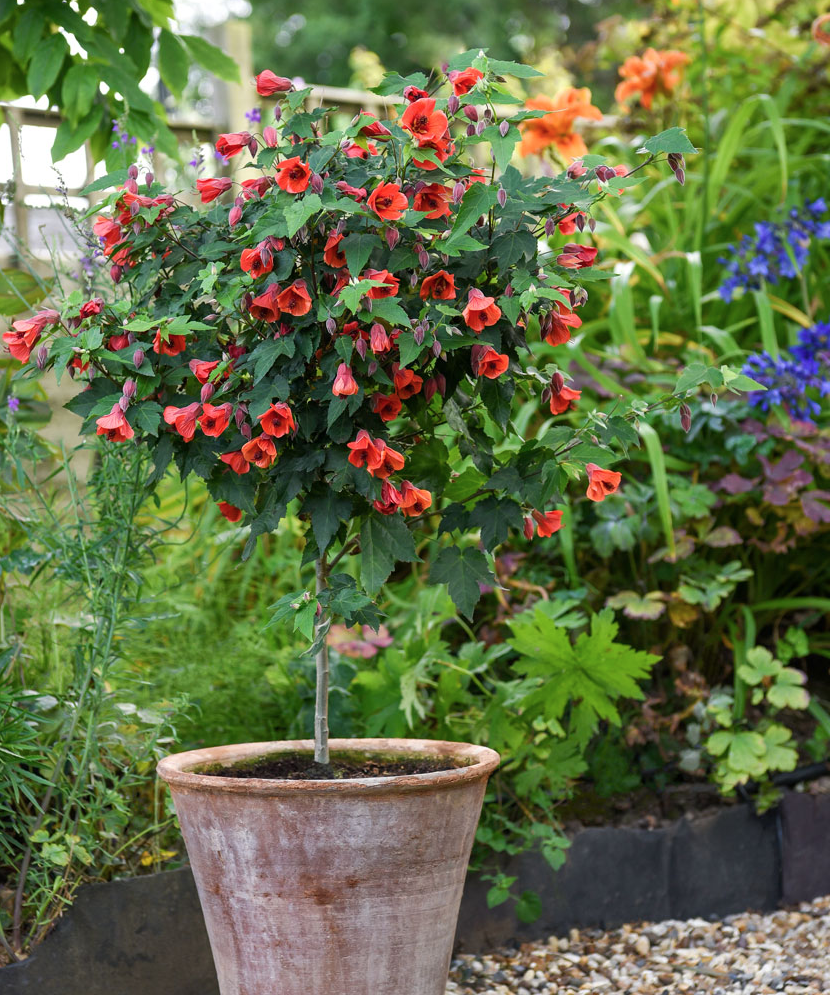 LIVE PLANT 2ft - Abutilon megapotamicum - Trailing Abutilon - Flowering maple
