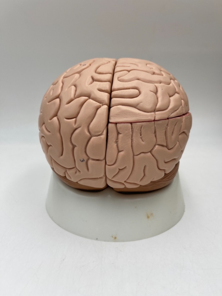 3B Scientific C16 Human Brain Anatomical Model