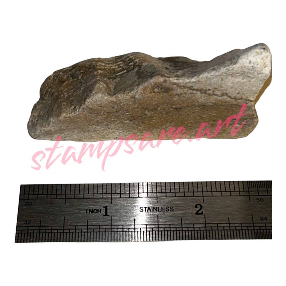 Four Imprint Fossils