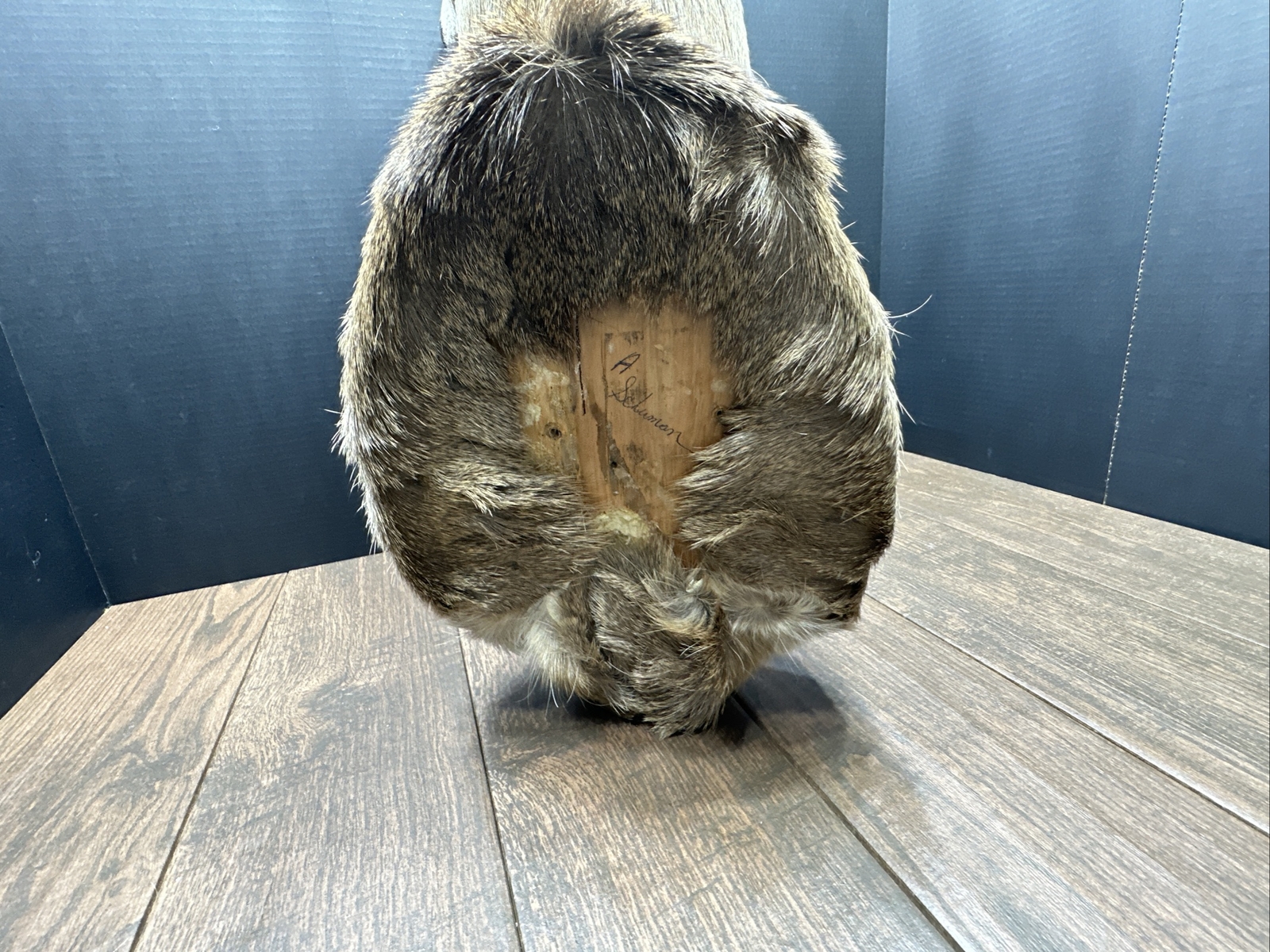 Nice 6 Point Whitetail Deer Buck Shoulder Mount Taxidermy