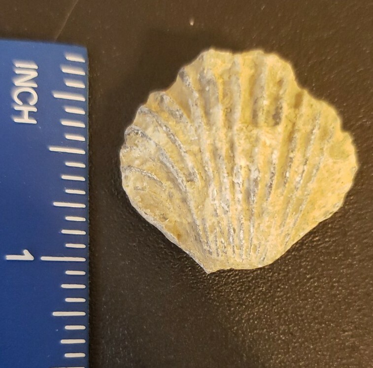 Brachiopod Fossil