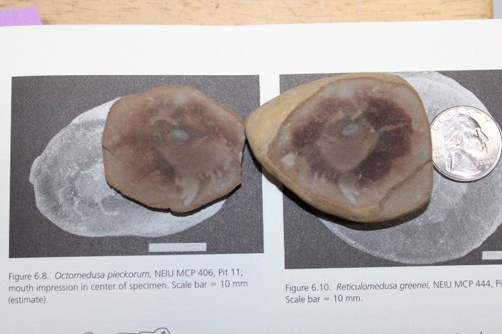 Mazon Creek Fossil Jellyfish Octmedusa pieckorum Fossils Pennsylvanian Period R1