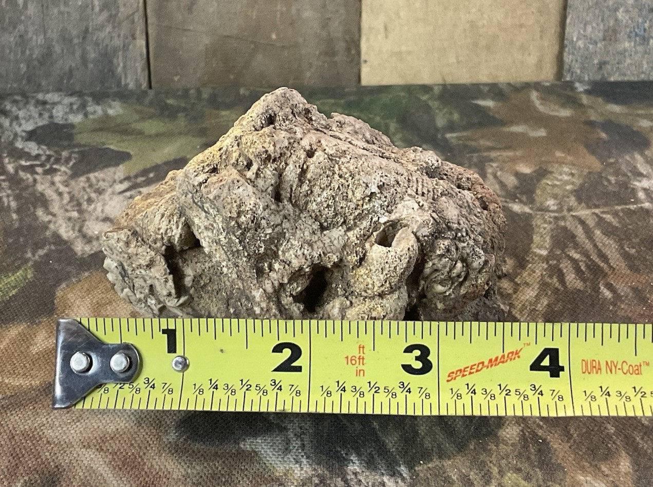 Missouri Druzy Quartz Fossilized Coral Stone Display