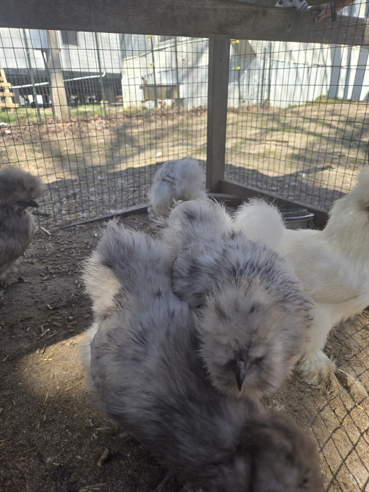 Silkie fertile hatching eggs. Multiple colors. 10 eggs!