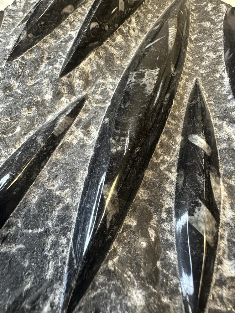 Fossilized Orthoceras Stone Slab - A Glimpse Into Ancient Seas