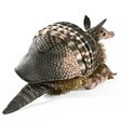 Folkmanis Puppets Armadillo Hand Puppet