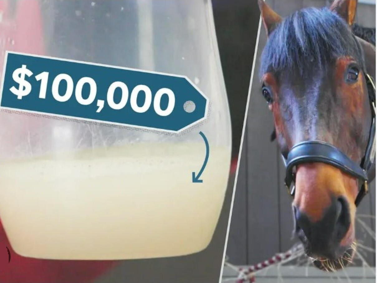 EQUINE SPERM BOOSTER - FERTILITY (120 Capsules - Made in USA)