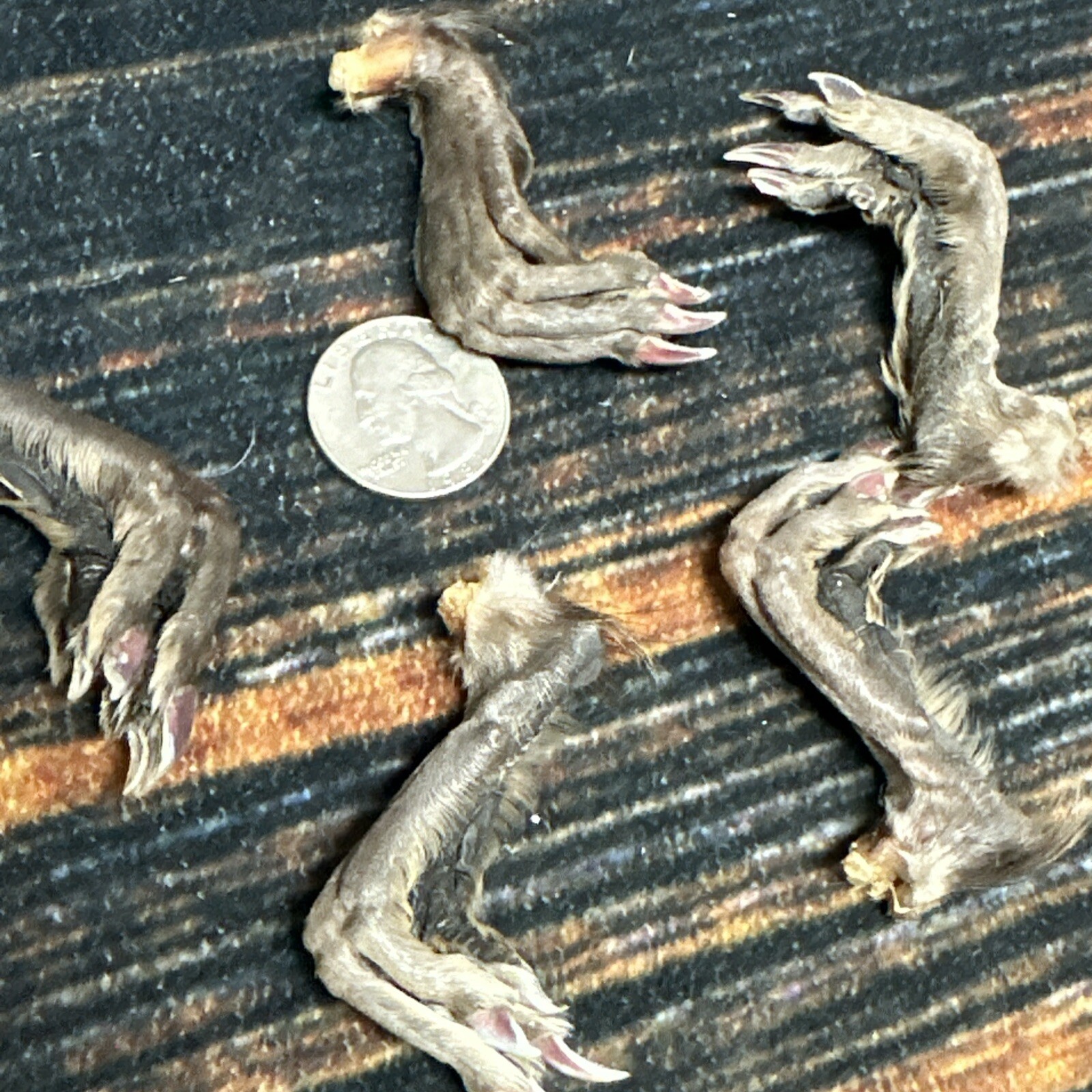 5 Real tanned Muskrat Back Feet Cured Taxidermy Mount Repair Arts Craft Witch